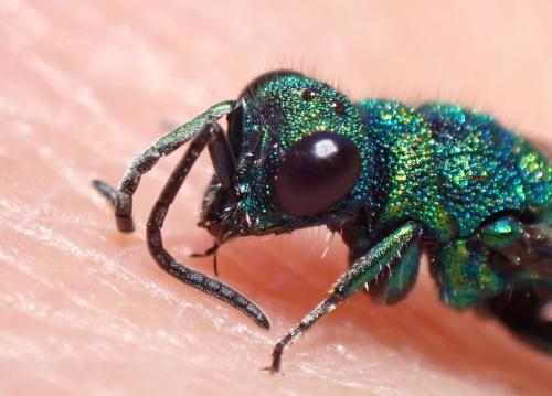 Réf. 334 366 : Chrysura radians